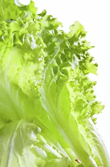 Produce Prints: Batavia Salad Leaves Closeup of tender green Batavia salad Copyright: xZoonar