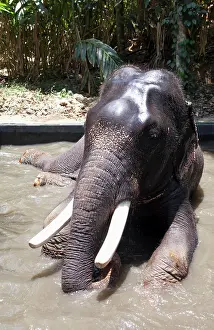 Stereotypically Prints: Bathing elephant in Periyar National Park, Kerala, India, Asia