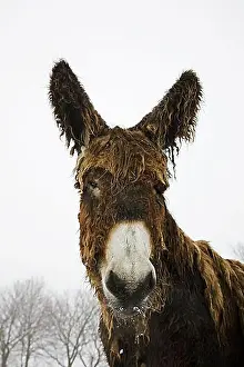 Extinct Prints: Baudet de Poitou, Poitou Ass, Poitou Donkey