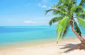 Schoen Prints: beach with coconut palm tree beach with coconut palm tree Copyright: xZoonar
