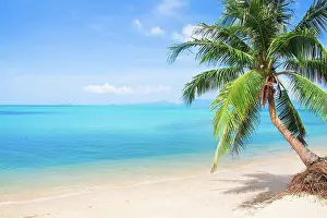 2018 Prints: beach and coconut palm tree beach and coconut palm tree Copyright: xZoonar
