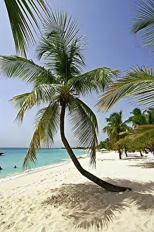 Shade Prints: Beach, palm trees, Catalina Island