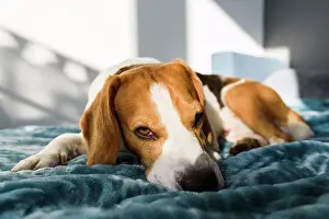 Hound Prints: Beagle dog sleeping at bed in bright interior. Pet at home concept