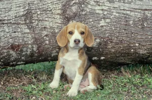 Canine Prints: Beagle puppy sitting near tree trunk