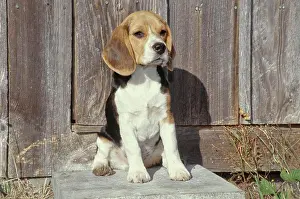 Canine Prints: Beagle sitting outside near wooden shed door