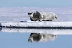 Oceans Prints: Bearded seal, square flipper seal (Erignathus barbatus) resting on ice floe in the Arctic Ocean