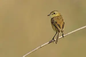 Rainforest Prints: Bearded Tachuri (Polystictus pectoralis) perched on a branch in the grasslands of Guyana