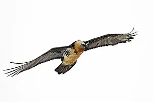 In Flight Prints: Bearded Vulture (Gypaetus barbatus), Lammergeier, Lammergeyer in flight, Italy, Europe