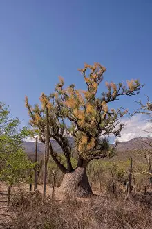 2022 Prints: A Beaucarnea recurvata, the elephants foot tree or ponytail palm