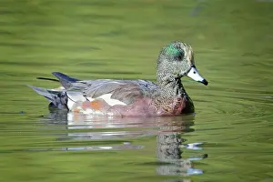 Birdwatching Prints: A beautiful American wigeon swims in calm pond water in Spokane, Washington