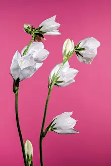 Flower Head Prints: Beautiful Blooming white bellflower or campanula on a pink background