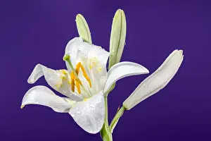 Flower Head Prints: Beautiful Blooming white lily flower on a blue background. Flower head close-up