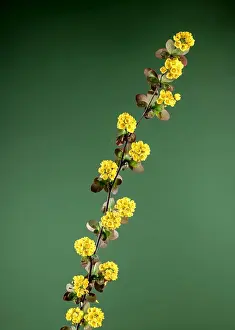 Flower Head Prints: Beautiful Blooming yellow barberry on a green background. Flower head close-up