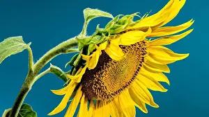 Flower Head Prints: Beautiful Blooming yellow sunflower on a blue background. Flower head close-up