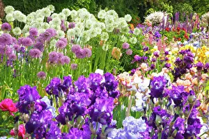 Assortment Prints: Beautiful blossoming irises and other flowers in a garden at Schreiner's Iris Gardens in the Willamette Valley