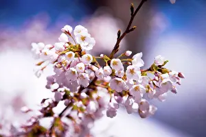 Softness Prints: beautiful color close up flowers at daylight