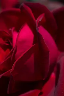 Valentine Prints: Beautiful colorful Rose Flower in close up view