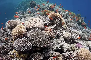 Leben Prints: Beautiful coral reef near the Dahab city of Egypt The picture shows the Red Sea coral reef near the city of Dahab