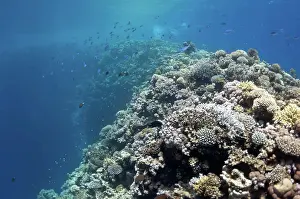 Leben Prints: Beautiful coral reef near the Dahab city of Egypt The picture shows the Red Sea coral reef near the city of Dahab