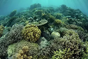 Biodiversity Prints: A beautiful coral reef thrives in Komodo National Park, Indonesia