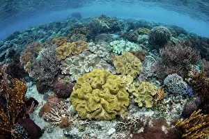 Biodiversity Prints: A beautiful coral reef thrives in the shallows of Alor, Indonesia