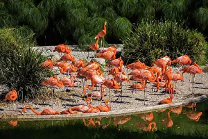 Barcelona Prints: Many beautiful Flamingo at the pond at the day