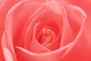 Farbig Prints: beautiful flower rose. Close-up beautiful flower rose