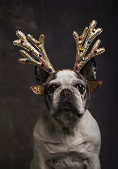Canine Prints: Beautiful French Bulldog with golden reindeer antlers with tassels of gray colors on a gray background