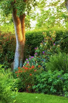 Beautiful green garden with flowers