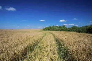 Essen Prints: Beautiful landscape of field with grown cereal Beautiful landscape of field with grown cereal Copyright: xZoonar