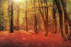 Contrasting Prints: Beautiful landscape image of forest covered in Autumn Fall color contrasting green and orange
