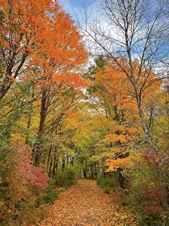 Kingston Prints: Beautiful leaf covered trail through the forest on autumn day