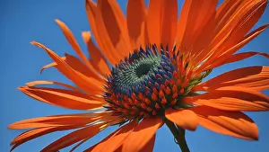 Generative Prints: beautiful orange flower on a blue sky background, close-up. generative ai