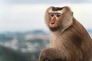 Macaque Prints: beautiful pig-tailed macaque (Macaca nemestrina) in Thai forest