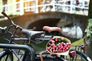 Bicycle Prints: beautiful pink tulips on a old bike at the Amsterdam