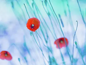 Verrotten Prints: Beautiful poppy flowers with blue mood