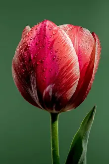 Tulip Prints: Beautiful red tulip flower on a green background. Flower head close-up