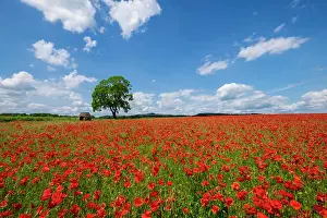 Pastures Prints: Beautiful red and white poppies in the Derbyshire countryside