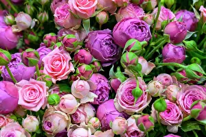 Dekoration Prints: Beautiful roses background. Floral abstract background for wedding and engagement