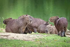 Rainforest Prints: Beautiful view to group of capybaras (big rodent) on green rainforest