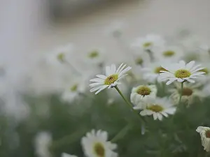 Compositae Prints: Beautiful white daisy flowers close-up
