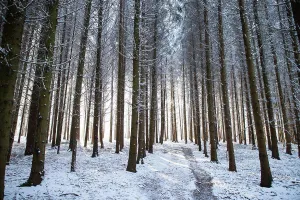 Romania Prints: beautiful winter landscape snow covered pine forest