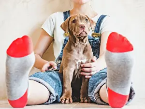 Tender Prints: Beautiful woman and young, charming puppy
