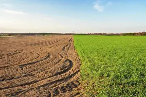 Berg Prints: Beautiful young cereal field landscape photographed in sunset light Beautiful young cereal field landscape photographed