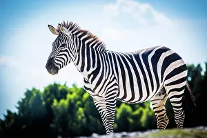 Stripes Prints: Beautiful zebra standing alone with blue sky