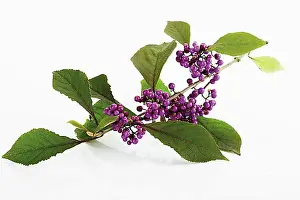 Rooms Prints: Beautyberry (Callicarpa giraldii)