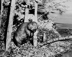B And W Prints: Beaver cutting down tree