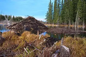 Destination Prints: Beaver house made from mud and sticks with a food cache prepared for the upcomming winter