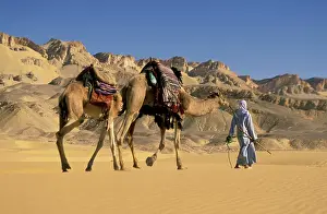 Caravan Prints: Bedouin guide leads a camel caravan through the dunes of the sand sea, EGYPT