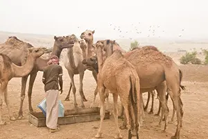 Arabia Prints: A bedouin man feeds his camels in the Jabal Samhan, Oman